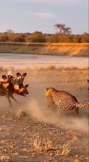 Leopard vs Wild Dogs: The Ultimate Survival Fight!