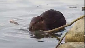 Interesting video of three beavers from this evening. The third beaver was being very aggressive about where he wanted to be and what food he wanted. He eventually grabbed the biggest branch from the dinner table and swam over right by my rock to enjoy his meal. | Mike’s photos and videos of beavers