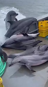 The dolphins suddenly jumped onto the fishing boats! A chaotic, viral smartphone-style video shows dolphins leaping out of the ocean and crashing into the stern of a moving fishing boat. Filmed vertically with shaky hand movements, the raw footage captures the panic, splashing seawater, and dolphins sliding across the wet deck while the crew reacts in astonishment. A surreal, one-of-a-kind wild moment captured on camera. #Dolphins #ViralVideo #WildlifeMoments | GiggleFuse Shorts