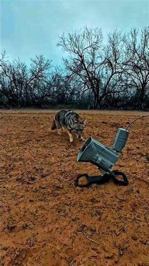 Unbelievable Hunting Moment😧#viralshorts