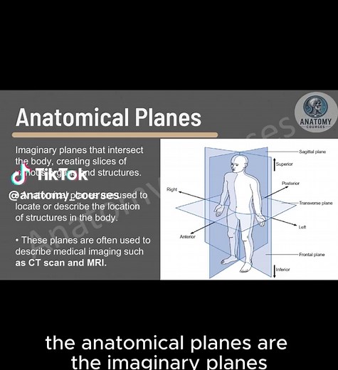 Quick intro to the anatomical planes sagittal & parasagittal explained in under a minute 📖 ✨Follow for more anatomy breakdowns! #Anatomy #learnontiktok #anatomyfacts #Anatomicalplanes