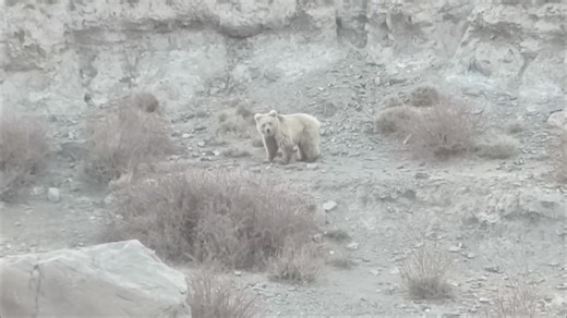 The brown bear, a nationally protected species, was seen on video in Artux in northwestern China's Xinjiang region. Staff members encountered the gray-brown bear roaming a valley, sniffing the ground in search of food. It climbed a slope and continued its search. Also known as the grizzly bear, it's one of the largest land carnivores. The bear's appearance signals the ongoing recovery of the ecosystem and positive results of biodiversity conservation. #ChinaBiodiversity #PlanetMatters | BaoWan