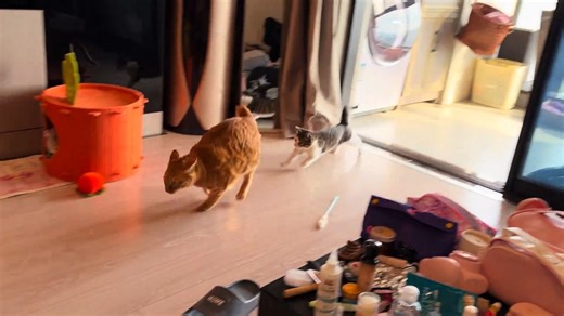 Cat tumbles into playful backflip during chase in Jiangsu, China