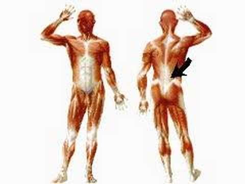 How the Body Works : Skeletal Muscles