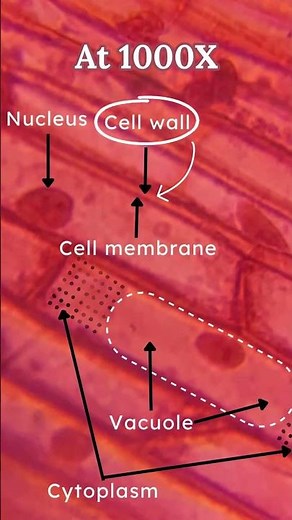 Onion Skin (Epidermis) Under Miscoscope 🔬 | Class 9 Science Chapter 5 | Learn Practically