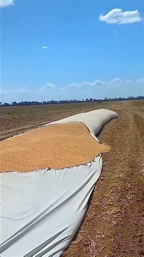 How are grains stored in the fields #shorts