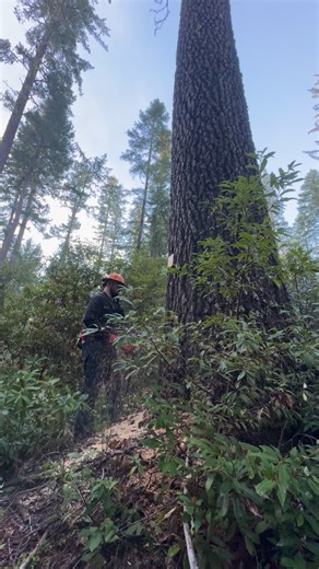 Brennen Miller | Timber Faller on Instagram: "@ripsawusa 592XPG is man handling this big timber! #teamripsaw #topheavytimber"