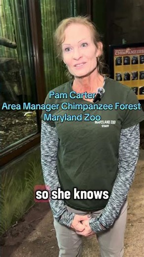 New Chimp coming to Maryland Zoo in Baltimore