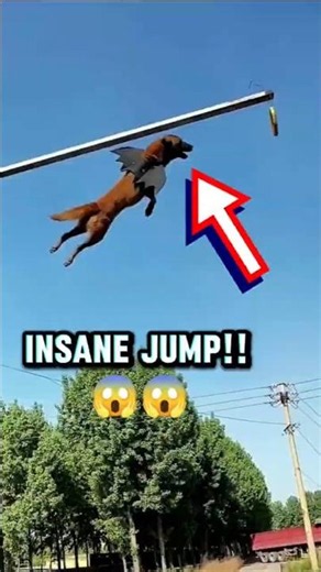 Top 3 Dogs That Can Jump Higher Than You Think