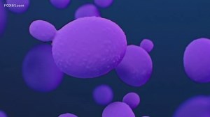 Drug-resistant Candida auris fungus rises in Connecticut