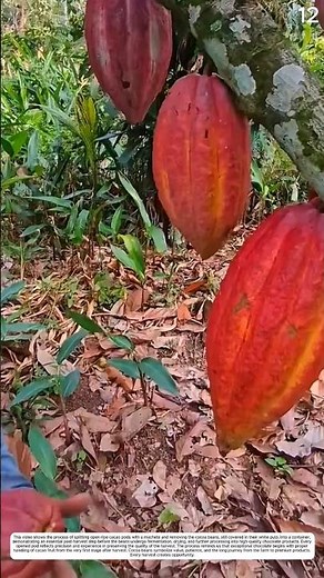 Cocoa Harvest: Precision Splitting for High-Quality Cocoa Beans