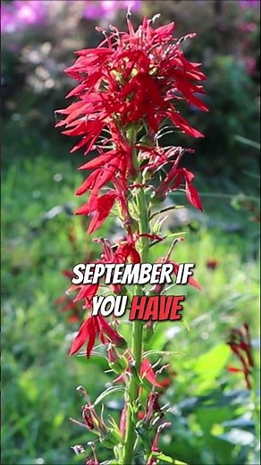 Discover the Red Cardinal Flower: A Garden Favorite! #shorts