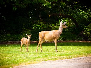 How to keep deer – and rabbits, groundhogs and other hungry critters – out of your vegetable garden