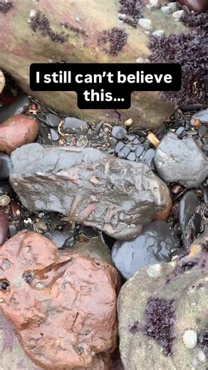 Two EPIC fossil finds from the past 🤯🦴 First — an incredible bone block containing a Jurassic spine. Then I crack open an iridescent ammonite… and the colours are unreal ✨ Some finds you never forget. #fossilhunting #jurassic #ammonite #fossilfind #marinereptile