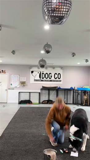 Ever curious about our paw print process? 🐾🕷️🎃 We've established a strong bond of trust, making it a smooth experience. Some might give us a hard time, but we enjoy the challenge and keep trying 🥰 A hour and a half of work condensed into just 1.5 minutes of footage. | The Dog Company