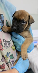 20K views · 469 reactions | Nine puppies are safe tonight. They were...