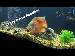 Insane Oscar Feeding (LIVE FROGS, CRAYFISH, FEEDERS)