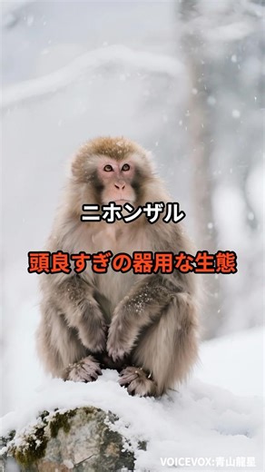 [Japanese Macaques ②] Their clever and dexterous behavior #shorts #animals #trivia