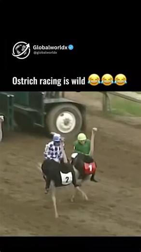 Facts | Business | Tech | Success on Instagram: "Ostrich racing is pure chaos and adrenaline, as these powerful birds sprint at incredible speeds with riders struggling to hold on, turning raw animal strength, balance, and unpredictability into one of the wildest spectacles you’ll ever see, where every race feels less like a sport and more like controlled madness, reminding us just how fast, strong, and untamable nature can be when humans try to keep up DM for credit or removal request (no copyr