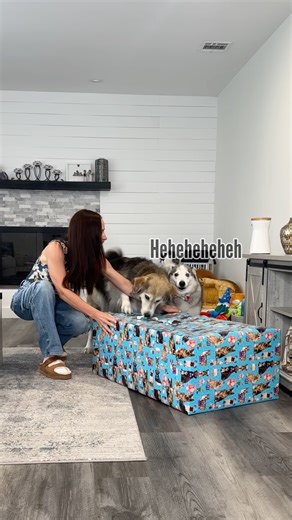 830K views · 22K reactions | Meet Holly the Husky! I bought Tyson a life size plush husky from amazon for his birthday. Tyson loves it and takes it everywhere with him. Between Leo the lion, Greg the goose, Fred the flamingo, Frank the frog and now Holly the husky I think I'm going to need a bigger house to fit his zoo of stuffed toys. #dogs #huskies #retriever #amazonfinds | The Half Husky Bros | Facebook