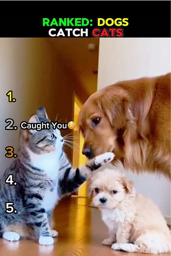 Dogs Catching Cats: A Fun Ranked Showcase