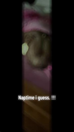 💙Life w/ Beau💙 (@daddysgurl_78)’s videos with original sound - 💙Life w/ Beau💙