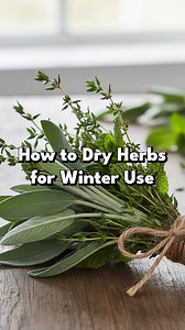 Your herbs can live on long after fall 🌿🍵 Whether you grow in a window box or a full backyard bed, now is the time to gather your herbs before the frost sets in. Here is how to make the most of every stem: 🌱 Harvest sage thyme mint and rosemary while they are still fresh 🧵 Bundle them up and hang in a warm dry place with good air flow 🍶 Once crisp, store them in clean jars for teas soups and more 🎁 Add a tag and ribbon and you have a meaningful homegrown holiday gift Drying herbs is easy r