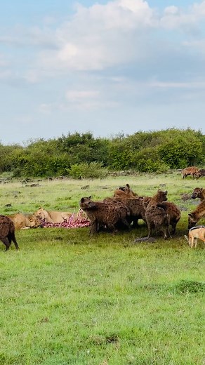Epic Battle: 40 Hyenas vs 2 Lionesses in East Africa!