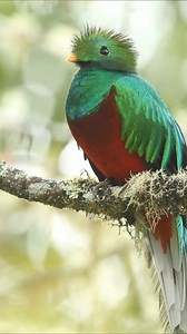 The quetzal: Close up views of Guatemala's beautiful national bird