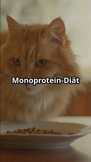 Allergies in cats – here's what's often behind them!