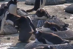 Edinburgh Zoo Penguin Cam