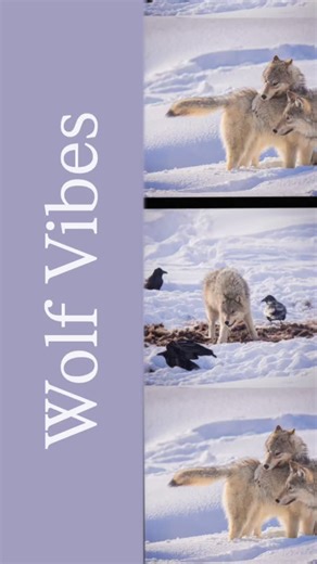 25 reactions | Embracing the wolf vibes! There’s something magical about how wolves move through snow graceful, wild, and breathtakingly beautiful. #WinterWolves #WildBeauty #NatureMagic | Sylvia Borgonovo | Facebook