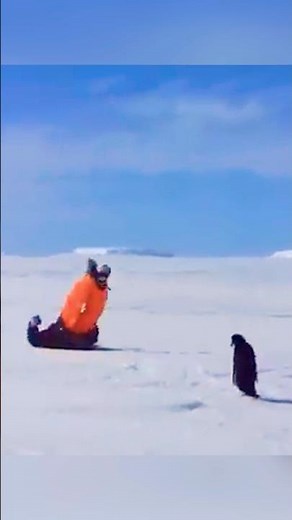 Why You Should Never Hug Penguins