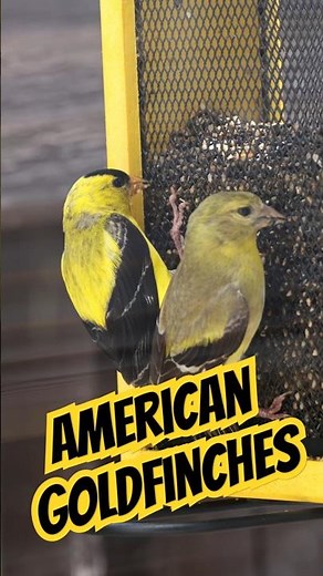 American Goldfinches Finally Found A Home