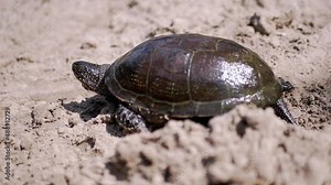 European River Turtle Crawling by Wet Sand in Beam Sunlight. Large pond turtle stuck spotted head out of shell and moves along river bank. Reptile with powerful paws, claws. Summertime. Wild nature.