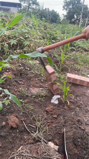 ​🌿⚙️ All-Steel Garden Hoe for Tough Soil Tilling and Weeding
