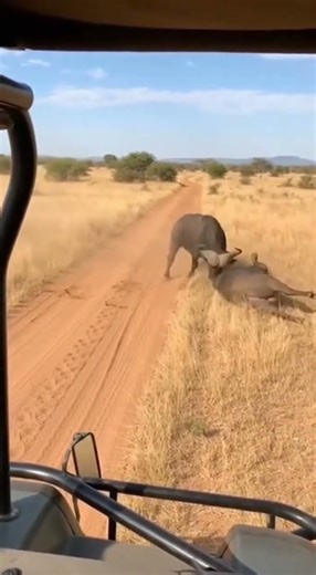 Terrifying Collision Speed as Two Bulls Meet and One is Thrown off Balance