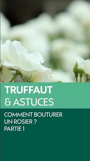 How to Propagate Roses from Cuttings? - Part 1 - Truffaut #gardening