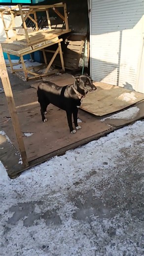 Интересный пес неизвестной мне породы терпеливо ждет своих хозяев у входа в городской рынок #shorts