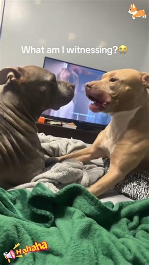 When you had two dogs 🐕