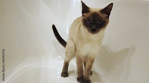 Toilet cat in the bath. The cat peeing, pooping and raking in the bathroom.