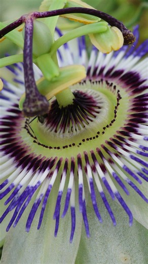 Passion Flower