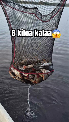 6 kiloa kalaa #kalastus #suomi #ahvenenkalastus #ahven #hauki