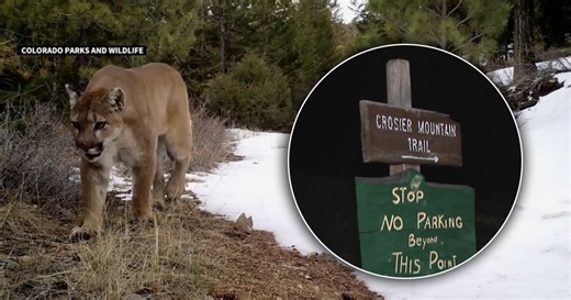'A lot of unanswered questions': CPW investigating suspected, rare mountain lion encounter that killed a woman
