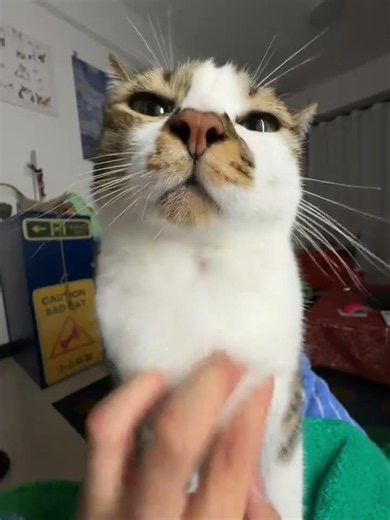 Discover the Magic of Cat Petting from a First-Person View
