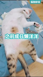 👌征服挑食貓很簡單 每餐都乖乖完食!!! 限時優惠中👉 https://utm.to/86ng4y 👍100%新鮮原肉製作 ✔ 98%高鮮肉含量，每口都是肉 ✔ 天然肉香超開胃，挑嘴貓也嗑光 ✔ 0穀物0豆類，維護腸胃健康 💥新朋友買800g送250g，限時優惠中!! 👇官網手刀下單 https://utm.to/86ng4y | LitoMon怪獸部落