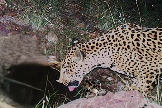 North America’s only big cat spotted in U.S. again