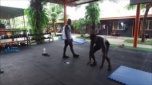 Crazy Burpee Finisher For Fighters. Find out what strength and conditioning program is BEST for you by taking our 30 second quiz =>http://funkmma.com/site/take-our-quiz-fighterburpeefinisher | FunkMMA Strength and Conditioning