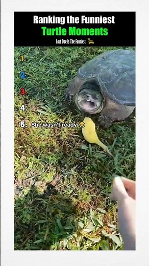 Ranking the Funniest Turtle Moments 🐢😂