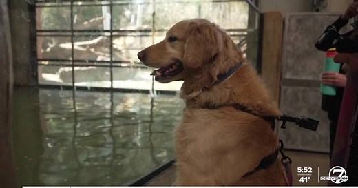 Cheyenne Mountain Zoo unleashes 'Dog Days'